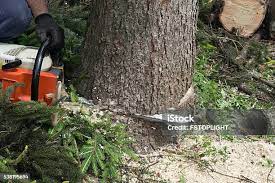 Seasonal Cleanup (Spring/Fall) in Yorkshire, VA