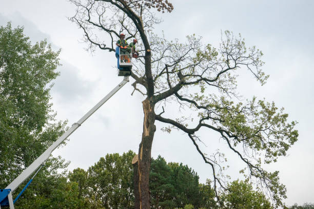 How Our Tree Care Process Works  in  Yorkshire, VA