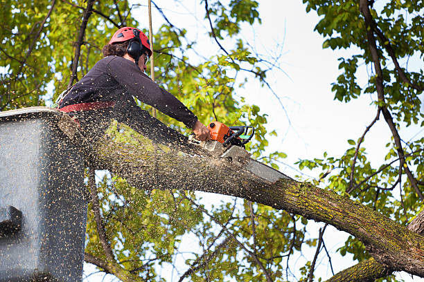 Trusted Yorkshire, VA  Tree Services Experts